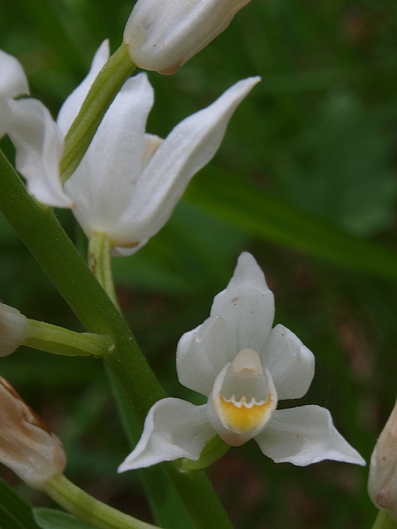 Ma le Cephalanthera mordono?